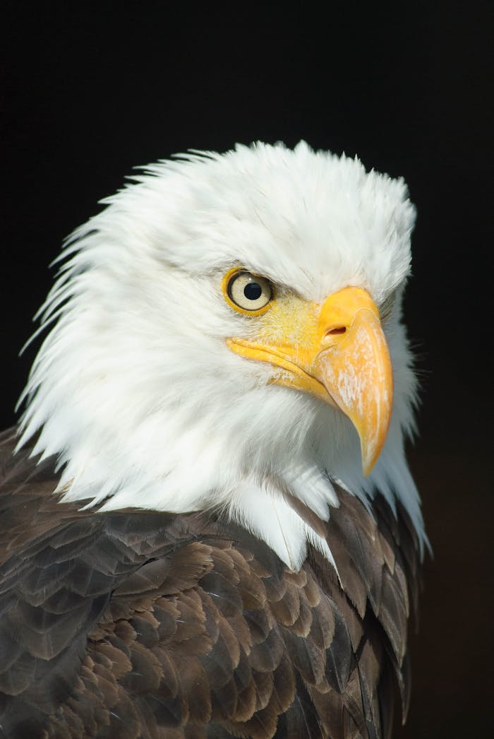 Close-up portrait of a bald eagle showcasing its striking features and plumage.