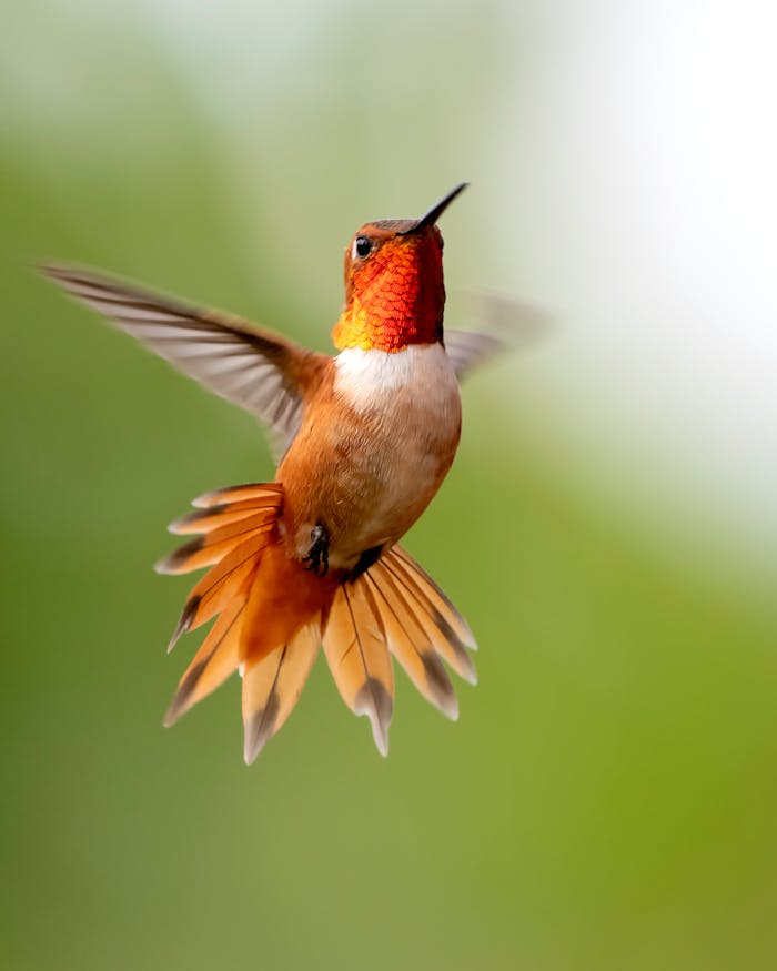 Stunning Rufous Hummingbird captured mid-flight against a blurred green background.