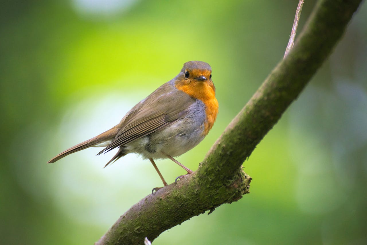 services-04 A detailed view of a robin perched on a branch in a lush garden setting.